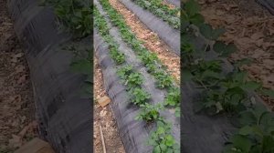 Подготовка к сезону 2025, приём саженцев на весну!