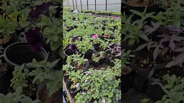 сегодня ночью будет - 2,ждём. #семья #огород#мороз #весна смотреть онлайн