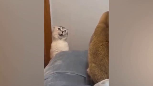 КотЭ 7 смотреть онлайн