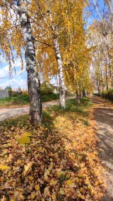 #осень #природа #дорожка #листья #березы смотреть онлайн