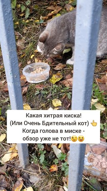 Бдительный котик ест лапой👍😀#shorts #shortsvideo #шортс #самс смотреть онлайн