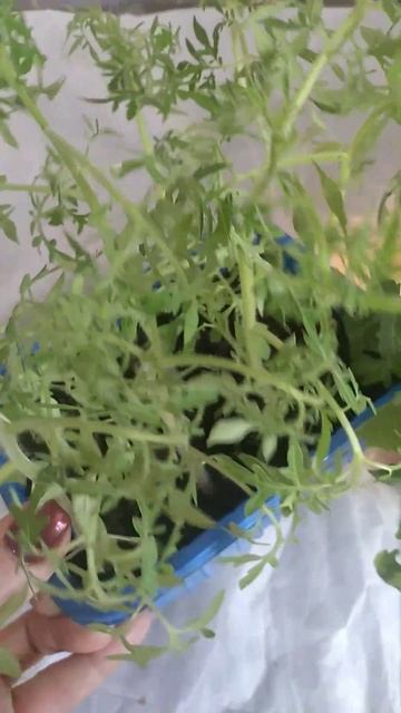 РАННИЕ сорта томатов. Рассада как морковь, ВЕТКИ полз? смотреть онлайн