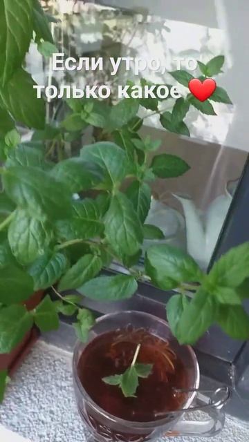 Просто доброе утро #music #california #мята#чай смотреть онлайн