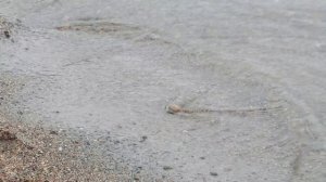 РЫБАЛКА НА СЕВЕРЕ КАРЕЛИИ | 13 дней дикарями. Пяозеро. П?