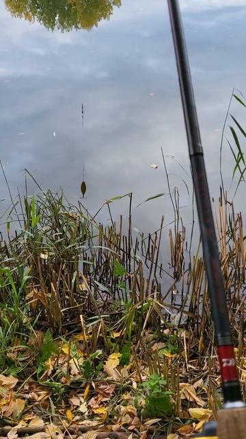 Рыбалка на спиннинг осенью. 16.10.2022.река Майн.