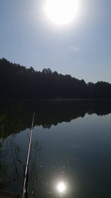 Карп роется в иле - ловим на болонскую удочку! #carpbolo #ди?