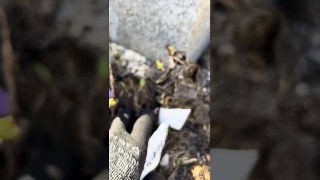 Весенней раскрытие крупнолистной гортензии 🌸