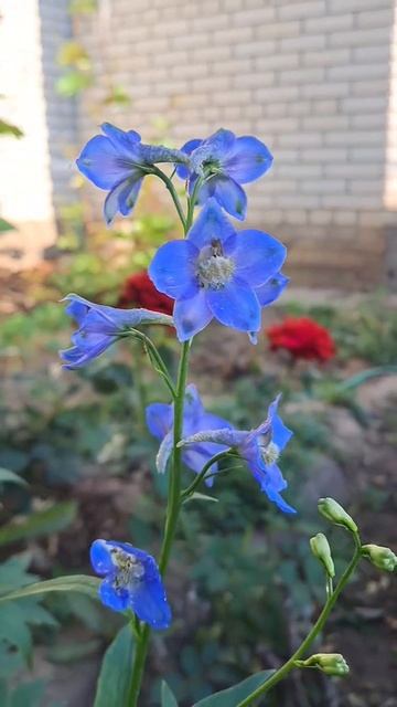 Дельфиниум💙💙💙 #flowers #рек #дельфиниум #shorts #nature #цветы смотреть онлайн