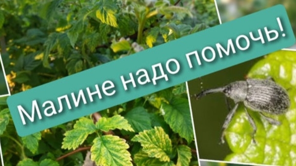 Борьба с малинно-земляничным долгоносиком и лечение хлороза малины смотреть онлайн
