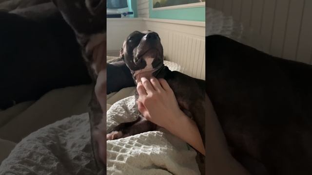 Есть ли душа у собаки?! #питбуль #pitbull смотреть онлайн