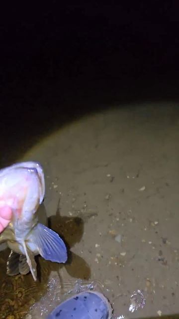 Весна! Ночные Монстры на Москва Реке! #рыбалка #fishing смотреть онлайн