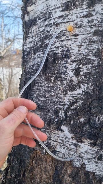 Собираем БЕРЁЗОВЫЙ СОК!!! #берёзовый сок #полезно #прир? смотреть онлайн