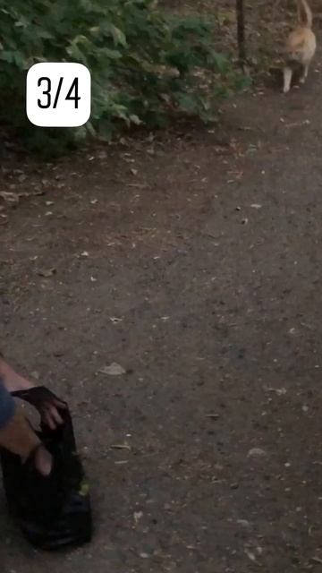 Кормим кошек свежей рыбкой. Уральск. Мормышинг рулит смотреть онлайн