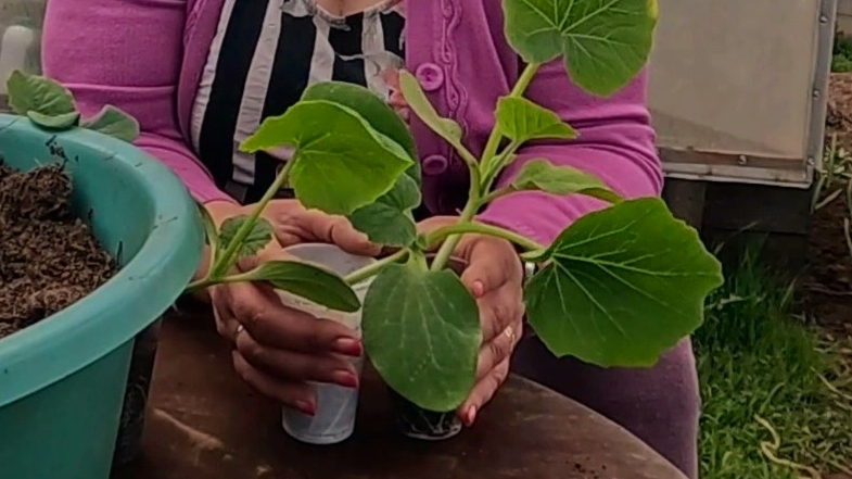 Рассада тыквы и кабачков!! Высаживать ещё рано, впереди морозы!! смотреть онлайн