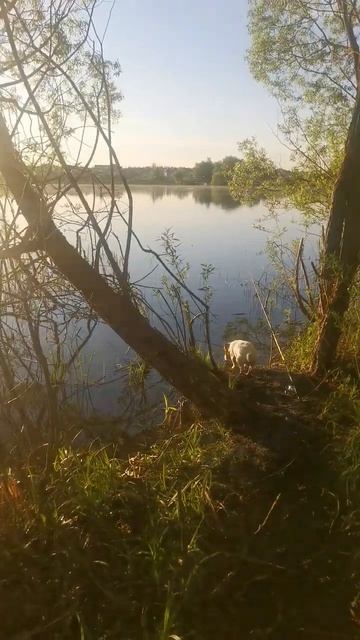 утро, рассвет, рыбалка смотреть онлайн