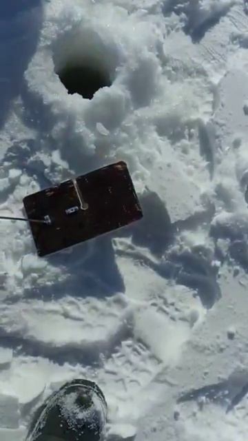 крупный налим из под льда #рыбалка #shorts