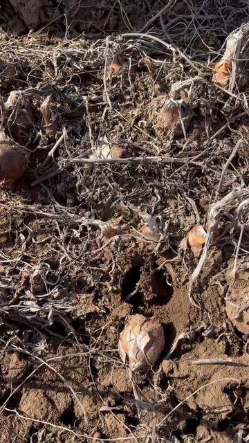 Поле неубранного лука смотреть онлайн