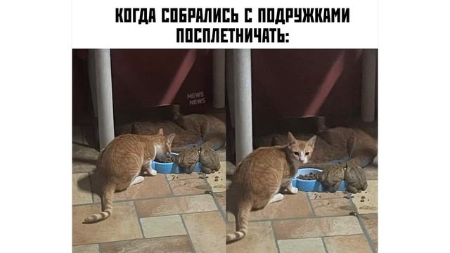 ЛАЙКИ ВВЕРХ! ))) Приколы с котами | Мемозг 1052 смотреть онлайн