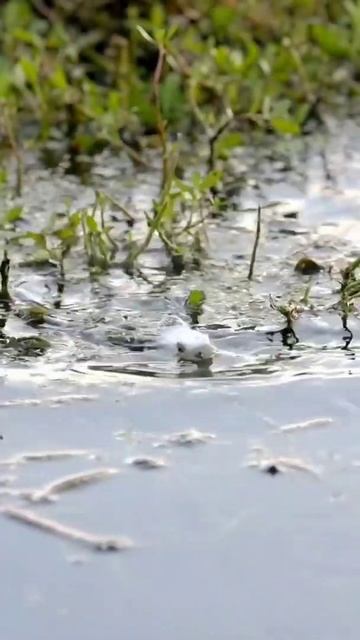 Ловля на лягушку отлично подходит для многих хищников смотреть онлайн