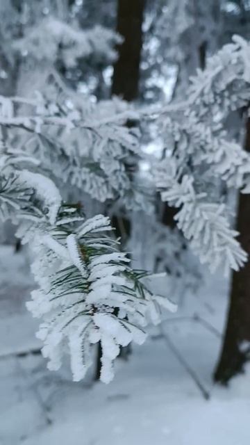 лесная красота смотреть онлайн
