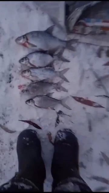 Вот так вот. #рыбалка #fishing #fish #улов #фидернаяловля #рыб? смотреть онлайн