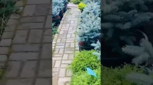Пихта корейская Сильберлок.