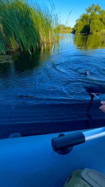 Атака под лодкой🤌 #рыбалка #спиннинг #поклевка #хищни смотреть онлайн