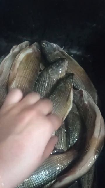 #красноярск #рецепт #съедобное #рецепты #еда #хариус