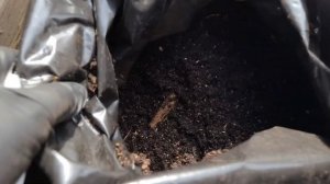 195#Посадка роз в пакеты//Как сохранить розы до посадки ?