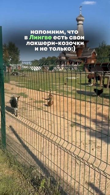 На площадках Лингвамании тоже есть лакшери козочки и ? смотреть онлайн