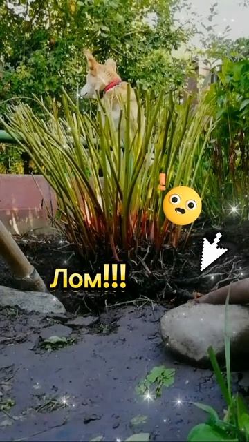 🌿🍁🍂Осень#МНОГОЛЕТНИКИ#ПИОНЫ#Пересадка#Delight #Shorts 🌸