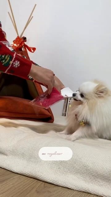 Чтобы пёс не боялся фейерверков 🐾 #бонди #шпицалогия #пушистыйдруг #померанец #шпиц