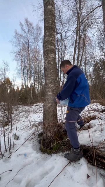 ПЬЕМ БЕРЕЗОВЫЙ СОК / КАК СОБРАТЬ БЕРЕЗОВЫЙ СОК / Drink birch смотреть онлайн