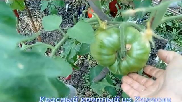 Обзор томатов в большой теплице . 3 ряд смотреть онлайн