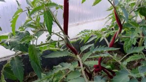 Формировка томата в 2 и 3 стебля