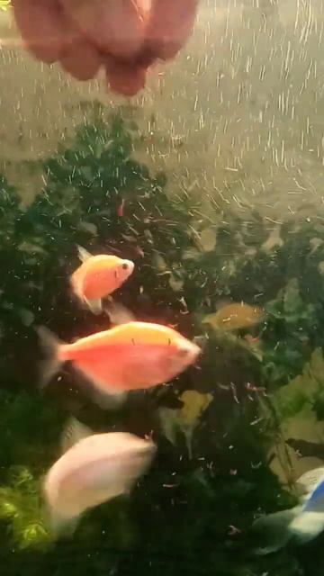 мотыль любимый✌️🫡🥰#аквариум #рыбы #fish #кириши #aquarium смотреть онлайн