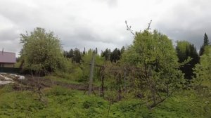 Садим сливу. Наш будущий сливовый сад.