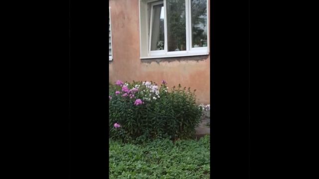 "Есть глаза у цветов" смотреть онлайн