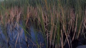 САЗАН МОНСТРЫ! Дикие САЗАН на БОКОВОЙ КИВОК / Ловля кар