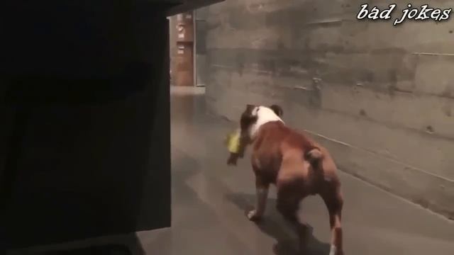 Подборка приколов B.J. за октябрь  2015 #5 (+18)