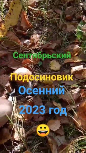 Сентябрьский осень подосиновик 2023 год #грибы смотреть онлайн