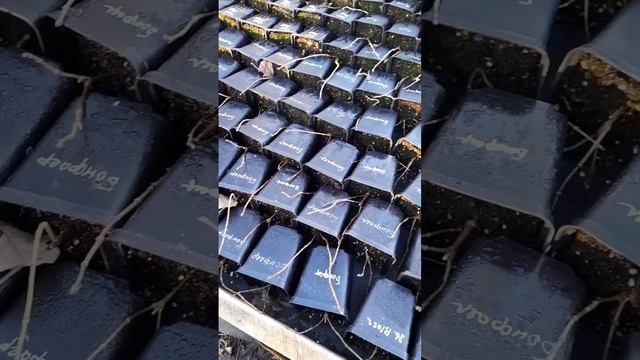 Открываю гортензии Р9. Проветривание и осмотр.