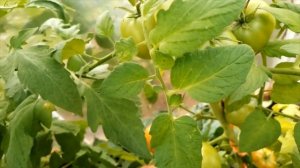 Томат Румяный Шар F1