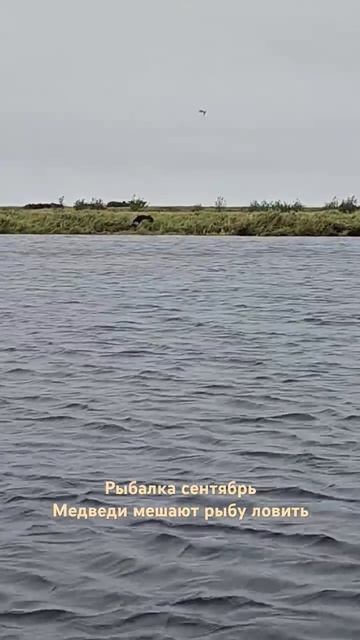 Медведи пришли.рыбу не дают ловить