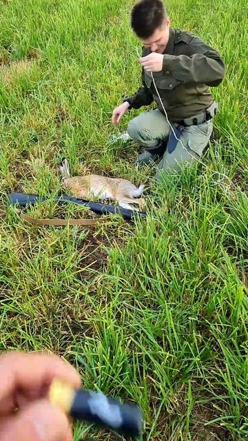 Открытие охоты на зайца 2024-2025. 15 сентября 2024