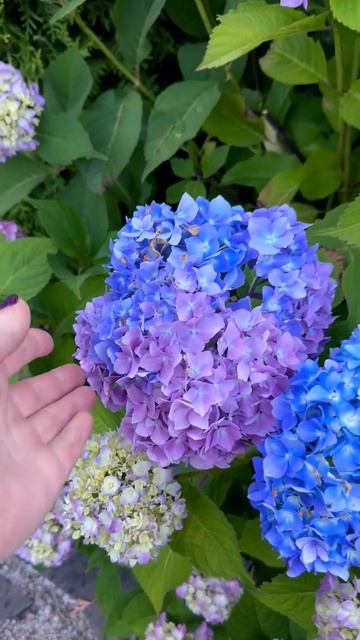 Гортензия в цвету. Начало цветение #любимыйсадутатьян смотреть онлайн