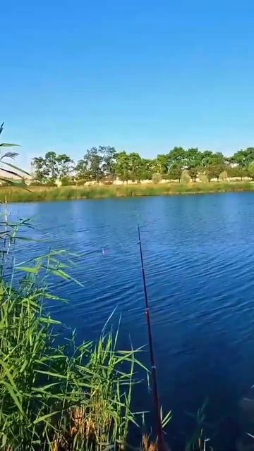 Рыбалка Природа #санктпетербург #рыбалка #клюет карас? смотреть онлайн