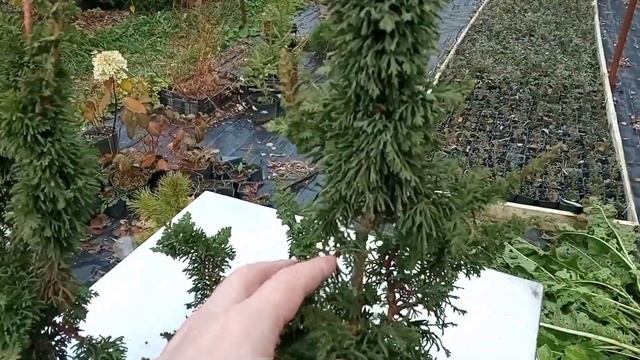 Туя западная Малониана Холуб Thuja Occidentalis Maloniana Holub Туя С?