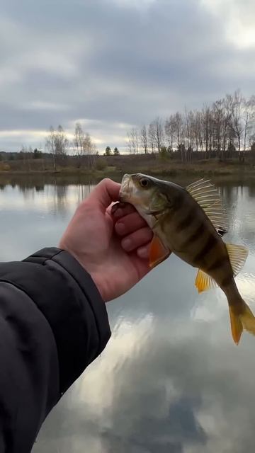 Хорошая компания = хорошая рыбалка 😎 #fishing #рыбалка #щу смотреть онлайн