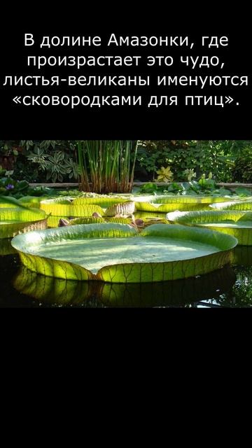 #Виктория Регия - королева кувшинок#интересный факт#shor смотреть онлайн